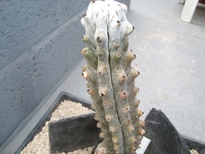 Hertrichocereus beneckei 1