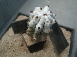 Hertrichocereus beneckei