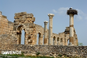 VOLUBILIS5