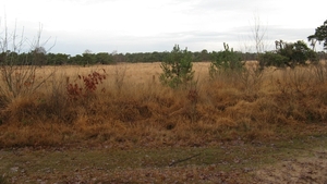 Strijbeekseheide