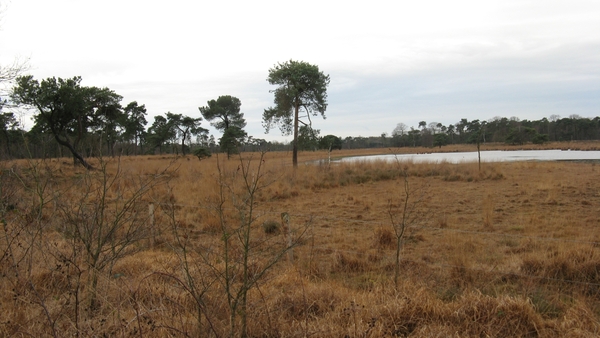 Strijbeekseheide