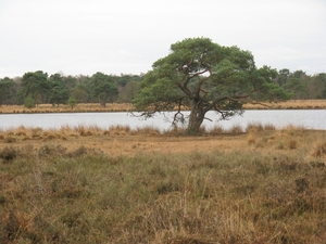 strijbeekseheide