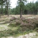 Heide landschap