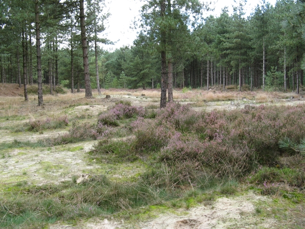 Heide landschap