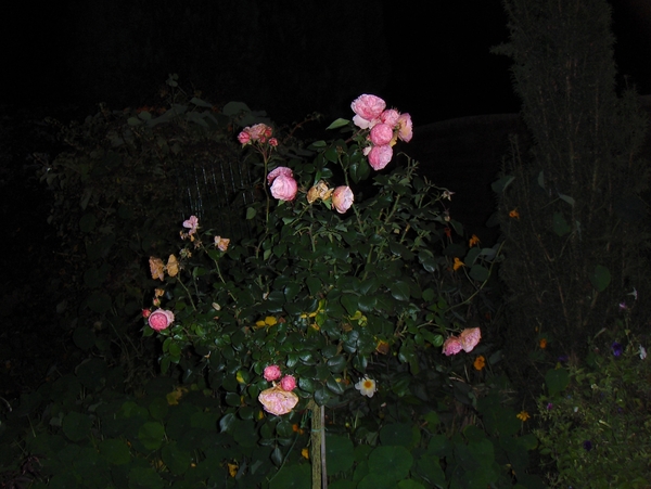 Het kempke bij avond 014
