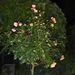 het kempke bij avond 052