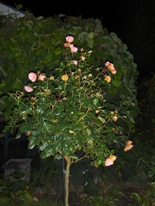 het kempke bij avond 052