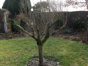 februari 008
