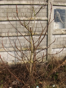 februari 012