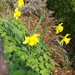 lente in de tuin 013