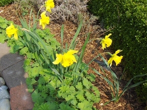 lente in de tuin 013