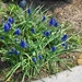 lente in de tuin 014