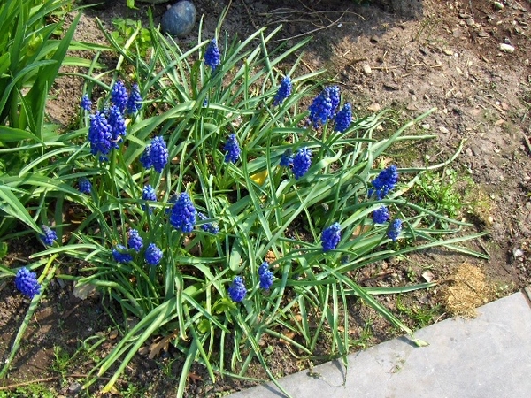 lente in de tuin 014