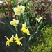 lente in de tuin 015