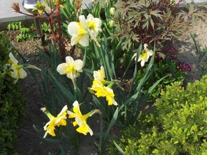 lente in de tuin 015