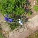 lente in de tuin 016
