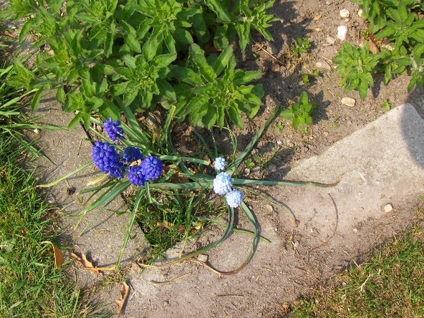 lente in de tuin 016