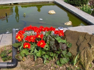 lente in de tuin 017