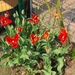 lente in de tuin 018