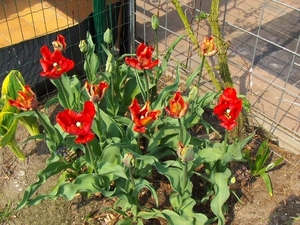 lente in de tuin 018