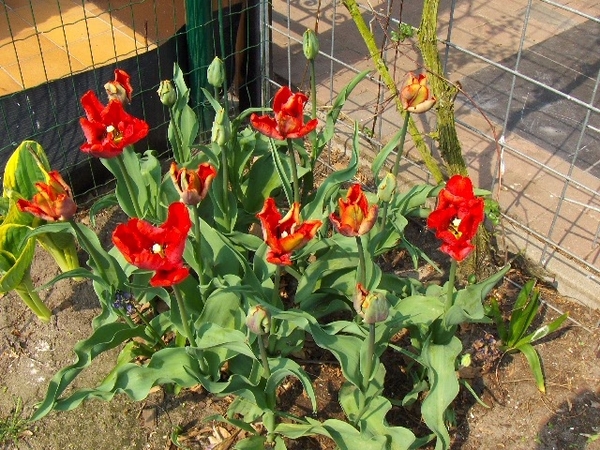 lente in de tuin 018