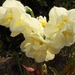 lente in de tuin 019