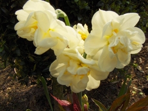 lente in de tuin 019