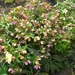 lente in de tuin 020