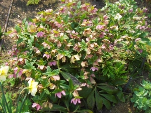 lente in de tuin 020