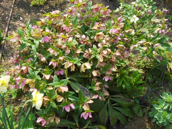 lente in de tuin 020