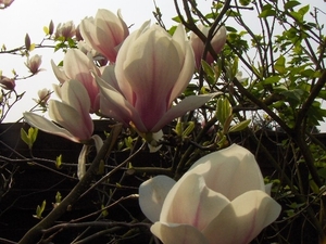 lente in de tuin 021