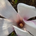lente in de tuin 022