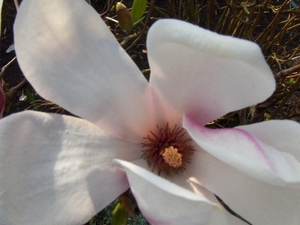 lente in de tuin 022