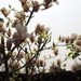 lente in de tuin 023