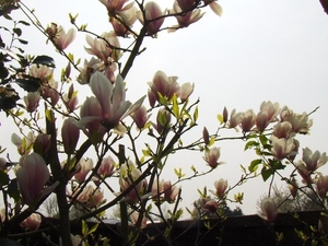 lente in de tuin 023