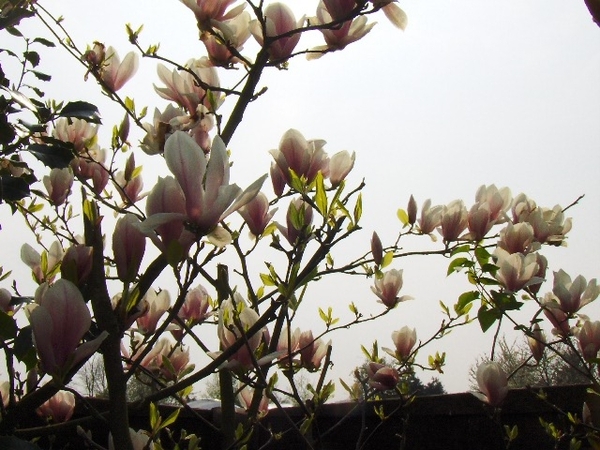 lente in de tuin 023