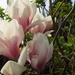 lente in de tuin 024