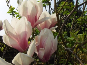 lente in de tuin 024
