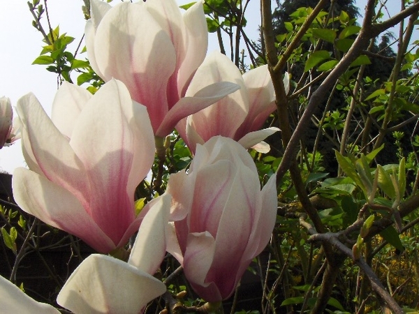 lente in de tuin 024