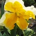 lente in de tuin 026