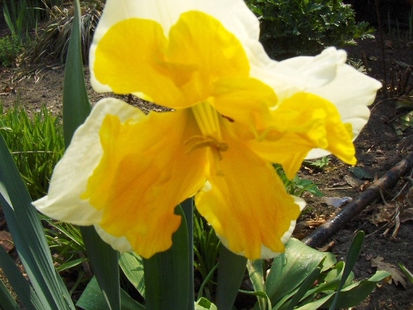 lente in de tuin 026