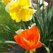 lente in de tuin 027
