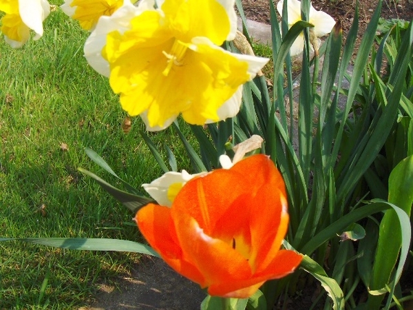 lente in de tuin 027