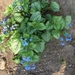 lente in de tuin 030