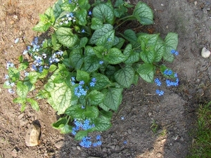 lente in de tuin 030