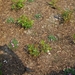 lente in de tuin 031