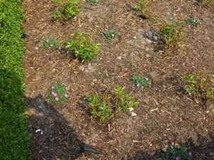 lente in de tuin 031