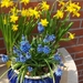 lente in de tuin 032