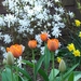 lente in de tuin 034