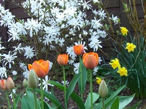 lente in de tuin 034